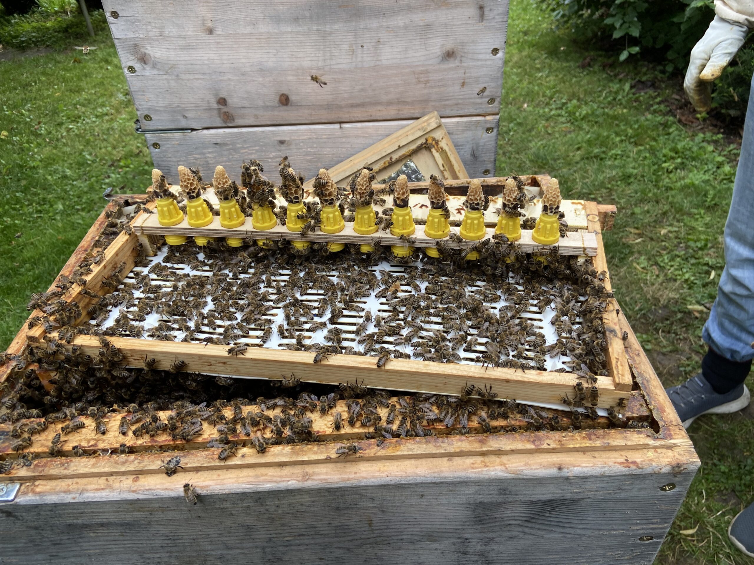 VORTRAG: Königinnenzucht und Beebreed – Zuchtwertschätzung verstehen und richtig anwenden